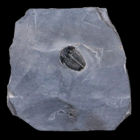 0.9" Elrathia Kingi Trilobite Fossil In Matrix House Range Utah Cambrian Age COA - Fossil Age Minerals