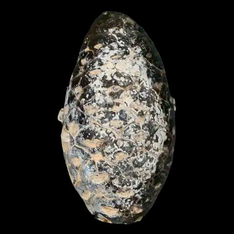 1.3 Fossil Pine Cone Equicalastrobus Replaced By Agate Eocene Age Seeds Fruit - Fossil Age Minerals