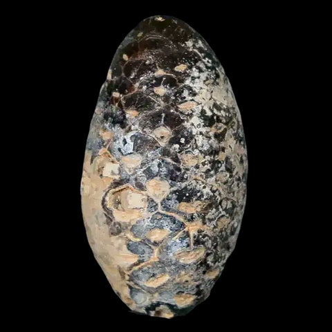 1.3 Fossil Pine Cone Equicalastrobus Replaced By Agate Eocene Age Seeds Fruit - Fossil Age Minerals