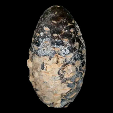 1.3 Fossil Pine Cone Equicalastrobus Replaced By Agate Eocene Age Seeds Fruit - Fossil Age Minerals