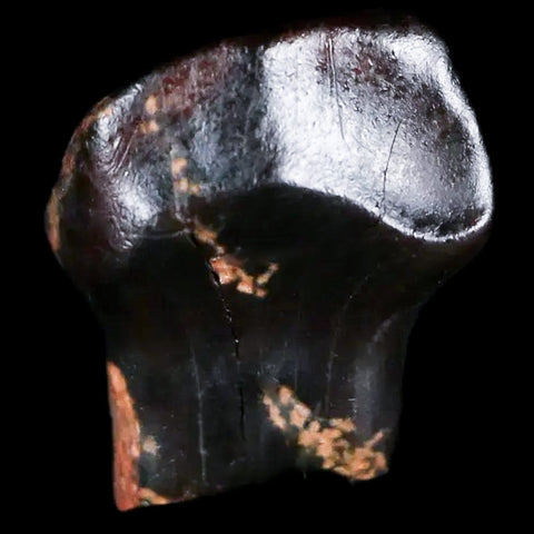 0.5" Ankylosaurus Fossil Tooth Judith River FM Cretaceous Dinosaur MT COA & Display - Fossil Age Minerals