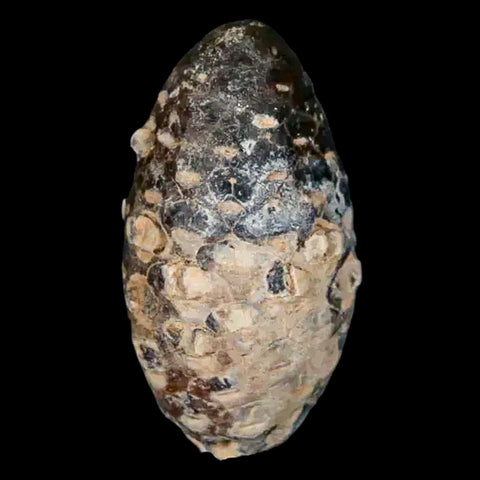 1.3 Fossil Pine Cone Equicalastrobus Replaced By Agate Eocene Age Seeds Fruit - Fossil Age Minerals