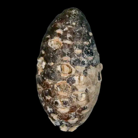 1.3 Fossil Pine Cone Equicalastrobus Replaced By Agate Eocene Age Seeds Fruit - Fossil Age Minerals