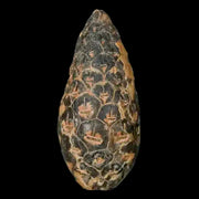 1.4 Fossil Pine Cone Equicalastrobus Replaced By Agate Eocene Age Seeds Fruit