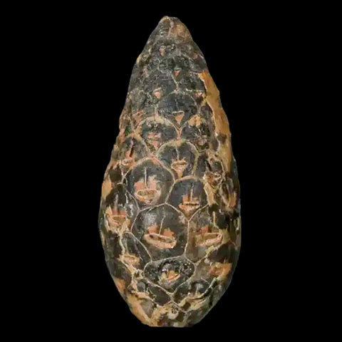 1.4 Fossil Pine Cone Equicalastrobus Replaced By Agate Eocene Age Seeds Fruit - Fossil Age Minerals