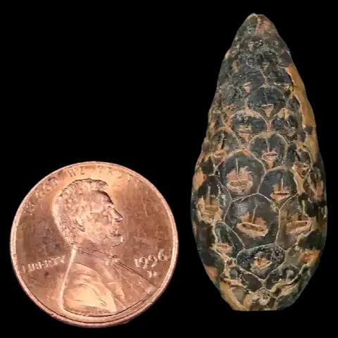 1.4 Fossil Pine Cone Equicalastrobus Replaced By Agate Eocene Age Seeds Fruit - Fossil Age Minerals