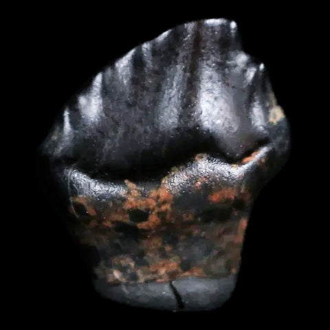 0.3" Ankylosaurus Fossil Tooth Judith River FM Cretaceous Dinosaur MT COA & Display - Fossil Age Minerals