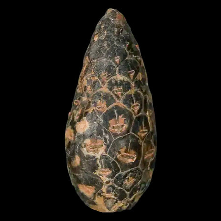 1.4 Fossil Pine Cone Equicalastrobus Replaced By Agate Eocene Age Seeds Fruit