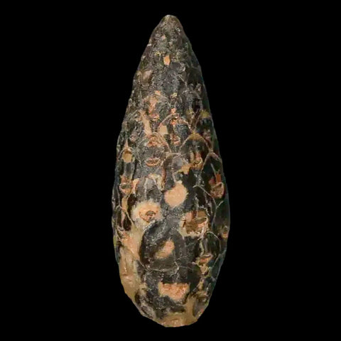 1.4 Fossil Pine Cone Equicalastrobus Replaced By Agate Eocene Age Seeds Fruit - Fossil Age Minerals