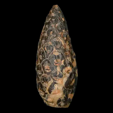 1.4 Fossil Pine Cone Equicalastrobus Replaced By Agate Eocene Age Seeds Fruit - Fossil Age Minerals