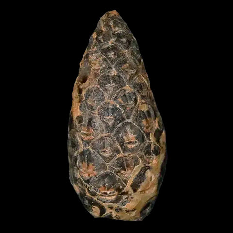 1.4 Fossil Pine Cone Equicalastrobus Replaced By Agate Eocene Age Seeds Fruit - Fossil Age Minerals