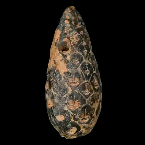 1.4 Fossil Pine Cone Equicalastrobus Replaced By Agate Eocene Age Seeds Fruit - Fossil Age Minerals