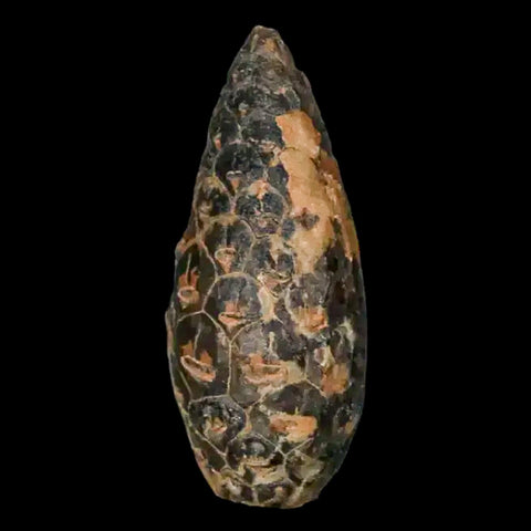 1.4 Fossil Pine Cone Equicalastrobus Replaced By Agate Eocene Age Seeds Fruit - Fossil Age Minerals