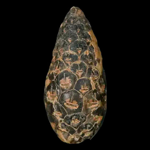 1.4 Fossil Pine Cone Equicalastrobus Replaced By Agate Eocene Age Seeds Fruit - Fossil Age Minerals