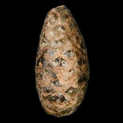 1.2 Fossil Pine Cone Equicalastrobus Replaced By Agate Eocene Age Seeds Fruit