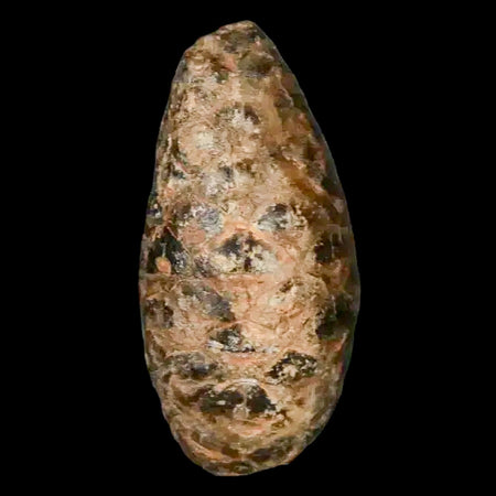 1.2 Fossil Pine Cone Equicalastrobus Replaced By Agate Eocene Age Seeds Fruit