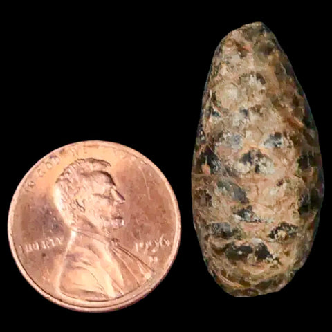 1.2 Fossil Pine Cone Equicalastrobus Replaced By Agate Eocene Age Seeds Fruit - Fossil Age Minerals