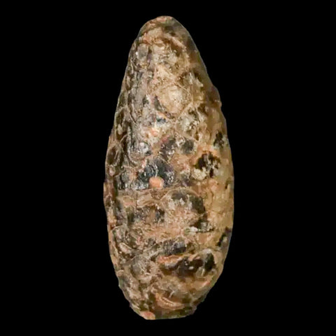 1.2 Fossil Pine Cone Equicalastrobus Replaced By Agate Eocene Age Seeds Fruit - Fossil Age Minerals