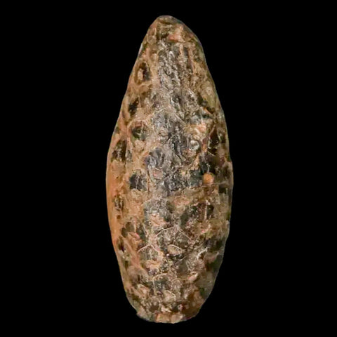 1.2 Fossil Pine Cone Equicalastrobus Replaced By Agate Eocene Age Seeds Fruit - Fossil Age Minerals