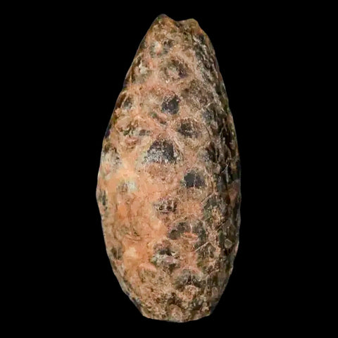 1.2 Fossil Pine Cone Equicalastrobus Replaced By Agate Eocene Age Seeds Fruit - Fossil Age Minerals