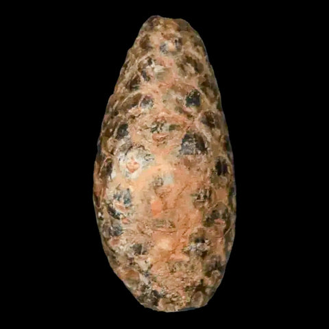 1.2 Fossil Pine Cone Equicalastrobus Replaced By Agate Eocene Age Seeds Fruit - Fossil Age Minerals