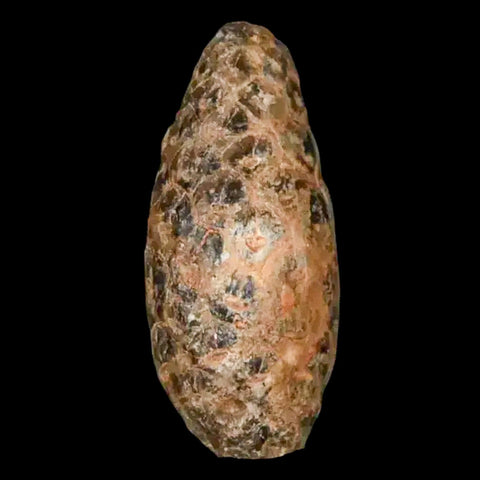 1.2 Fossil Pine Cone Equicalastrobus Replaced By Agate Eocene Age Seeds Fruit - Fossil Age Minerals