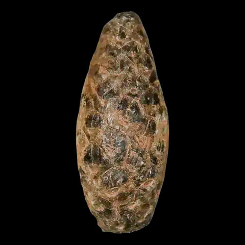 1.2 Fossil Pine Cone Equicalastrobus Replaced By Agate Eocene Age Seeds Fruit - Fossil Age Minerals