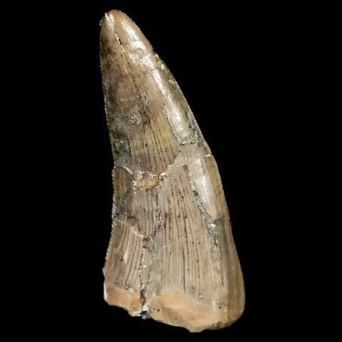 1.1" Postosuchus Rauisuchid Archosaur Fossil Tooth Chinle Formation AZ COA Display - Fossil Age Minerals