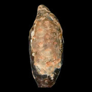 1.5 Fossil Pine Cone Equicalastrobus Replaced By Agate Eocene Age Seeds Fruit