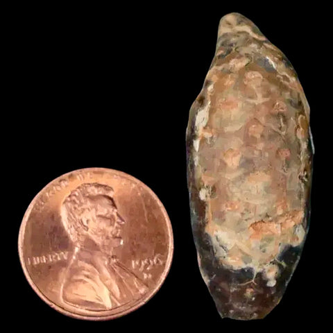 1.5 Fossil Pine Cone Equicalastrobus Replaced By Agate Eocene Age Seeds Fruit - Fossil Age Minerals