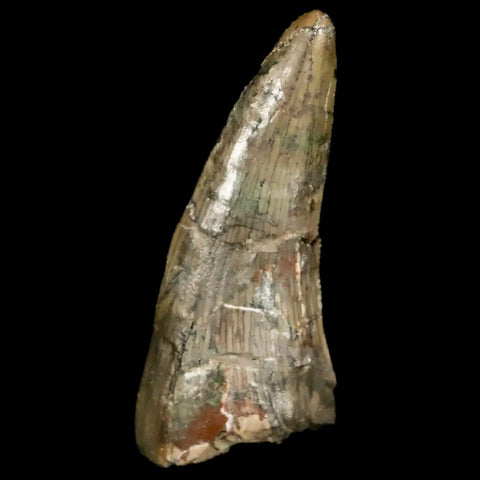 1.1" Postosuchus Rauisuchid Archosaur Fossil Tooth Chinle Formation AZ COA Display - Fossil Age Minerals