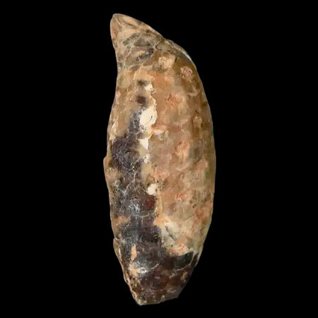 1.5 Fossil Pine Cone Equicalastrobus Replaced By Agate Eocene Age Seeds Fruit