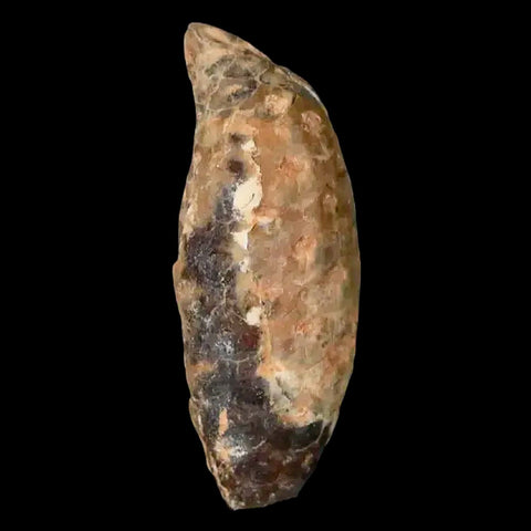 1.5 Fossil Pine Cone Equicalastrobus Replaced By Agate Eocene Age Seeds Fruit - Fossil Age Minerals