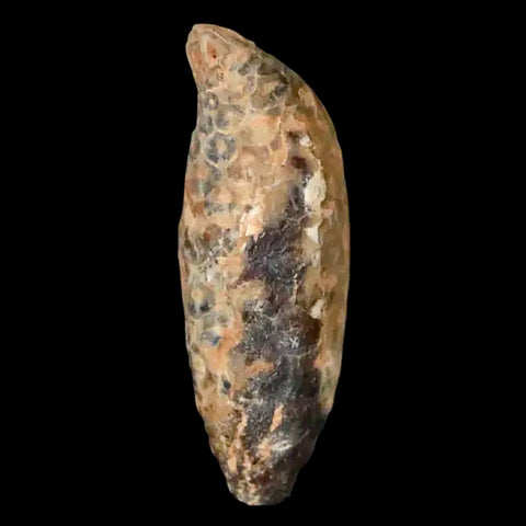 1.5 Fossil Pine Cone Equicalastrobus Replaced By Agate Eocene Age Seeds Fruit - Fossil Age Minerals