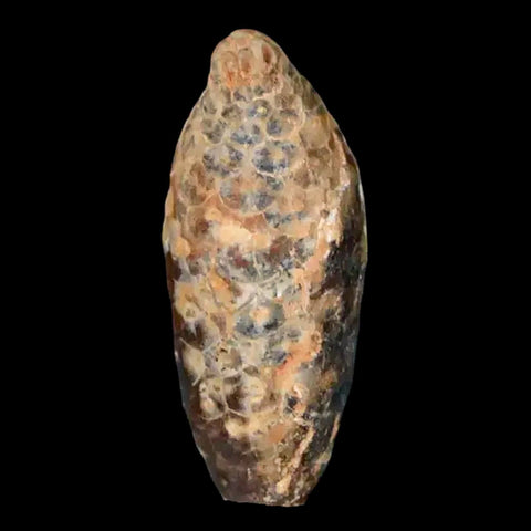 1.5 Fossil Pine Cone Equicalastrobus Replaced By Agate Eocene Age Seeds Fruit - Fossil Age Minerals