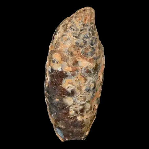 1.5 Fossil Pine Cone Equicalastrobus Replaced By Agate Eocene Age Seeds Fruit - Fossil Age Minerals