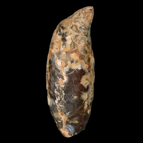 1.5 Fossil Pine Cone Equicalastrobus Replaced By Agate Eocene Age Seeds Fruit - Fossil Age Minerals