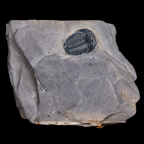 0.9" Elrathia Kingi Trilobite Fossil In Matrix House Range Utah Cambrian Age COA - Fossil Age Minerals