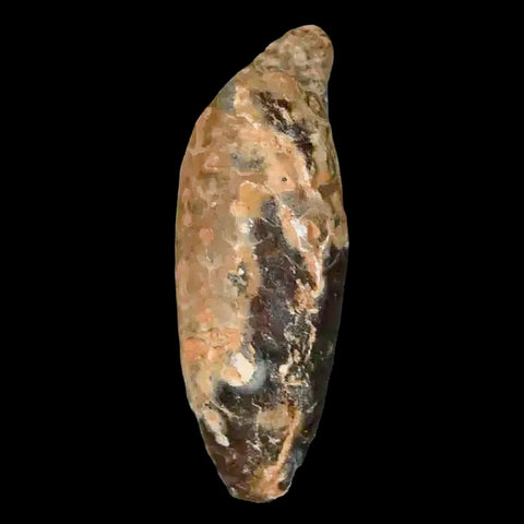 1.5 Fossil Pine Cone Equicalastrobus Replaced By Agate Eocene Age Seeds Fruit - Fossil Age Minerals