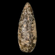 1.4 Fossil Pine Cone Equicalastrobus Replaced By Agate Eocene Age Seeds Fruit