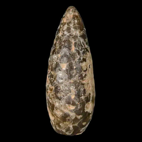 1.4 Fossil Pine Cone Equicalastrobus Replaced By Agate Eocene Age Seeds Fruit - Fossil Age Minerals