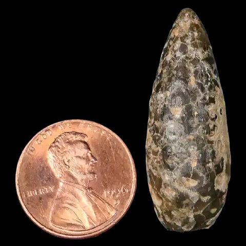 1.4 Fossil Pine Cone Equicalastrobus Replaced By Agate Eocene Age Seeds Fruit - Fossil Age Minerals