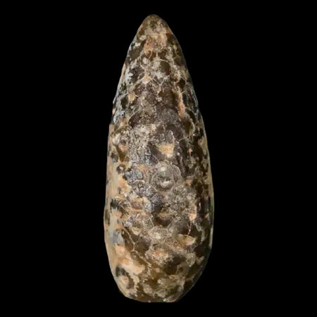 1.4 Fossil Pine Cone Equicalastrobus Replaced By Agate Eocene Age Seeds Fruit