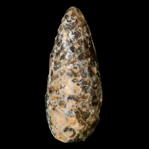 1.4 Fossil Pine Cone Equicalastrobus Replaced By Agate Eocene Age Seeds Fruit - Fossil Age Minerals