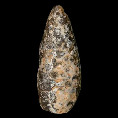 1.4 Fossil Pine Cone Equicalastrobus Replaced By Agate Eocene Age Seeds Fruit - Fossil Age Minerals