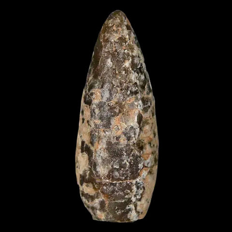 1.4 Fossil Pine Cone Equicalastrobus Replaced By Agate Eocene Age Seeds Fruit - Fossil Age Minerals