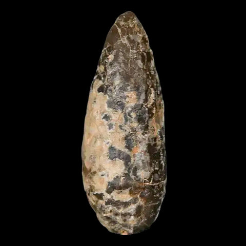 1.4 Fossil Pine Cone Equicalastrobus Replaced By Agate Eocene Age Seeds Fruit - Fossil Age Minerals