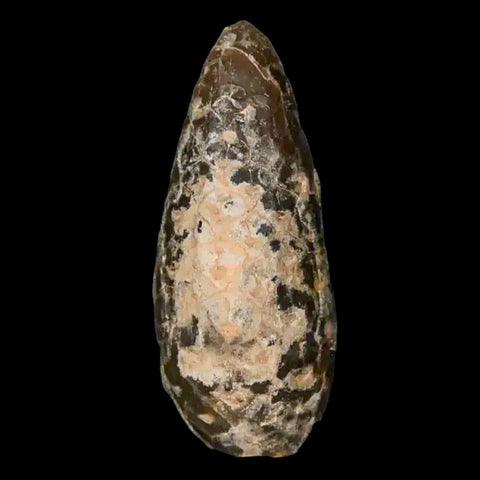 1.4 Fossil Pine Cone Equicalastrobus Replaced By Agate Eocene Age Seeds Fruit - Fossil Age Minerals