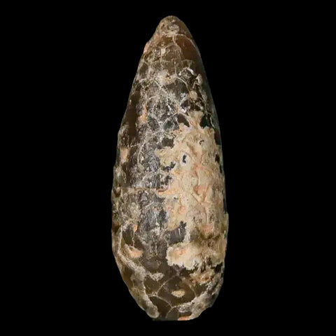 1.4 Fossil Pine Cone Equicalastrobus Replaced By Agate Eocene Age Seeds Fruit - Fossil Age Minerals