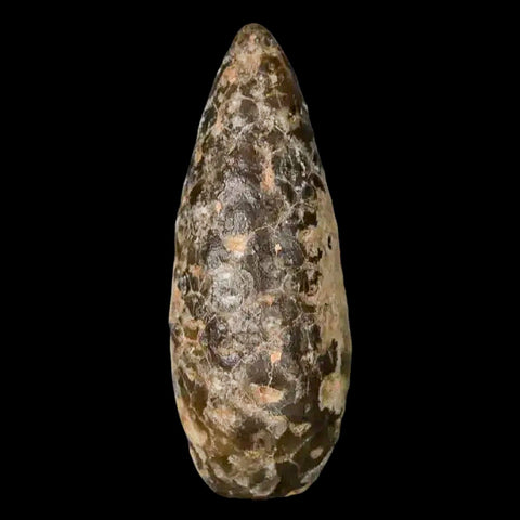 1.4 Fossil Pine Cone Equicalastrobus Replaced By Agate Eocene Age Seeds Fruit - Fossil Age Minerals